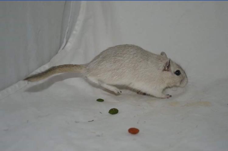 Ørkenrotte Pjuske billede 33