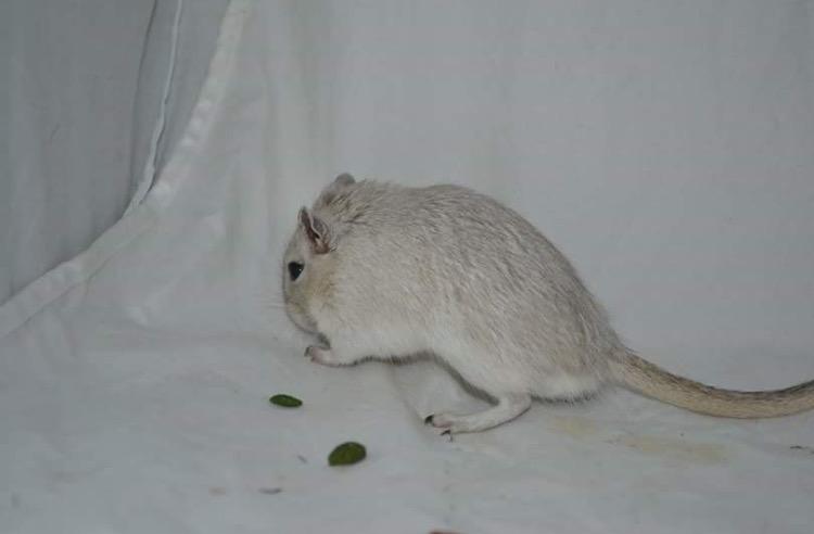 Ørkenrotte Pjuske billede 34