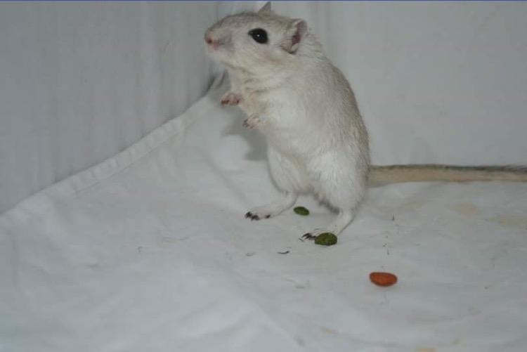 Ørkenrotte Pjuske billede 35