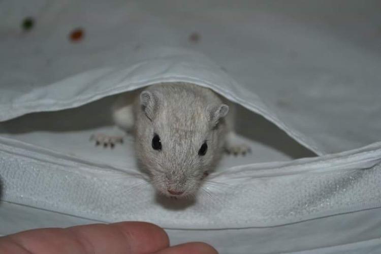 Ørkenrotte Pjuske billede 36