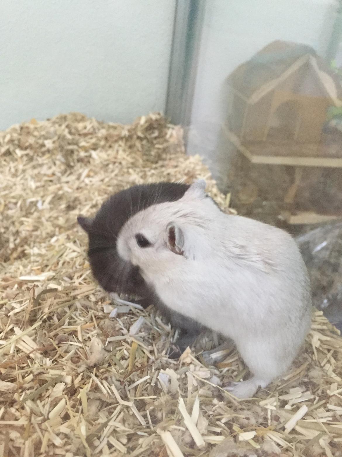 Ørkenrotte Pjuske billede 23