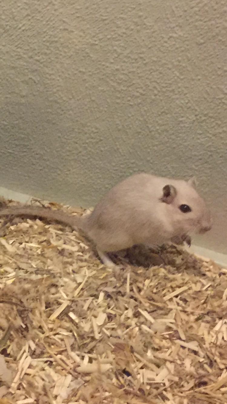 Ørkenrotte Pjuske billede 38