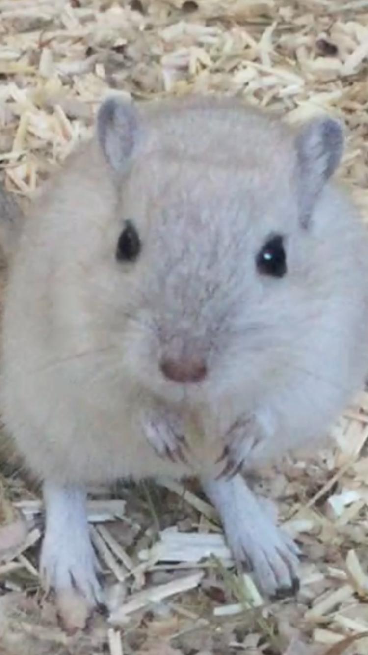 Ørkenrotte Pjuske billede 40