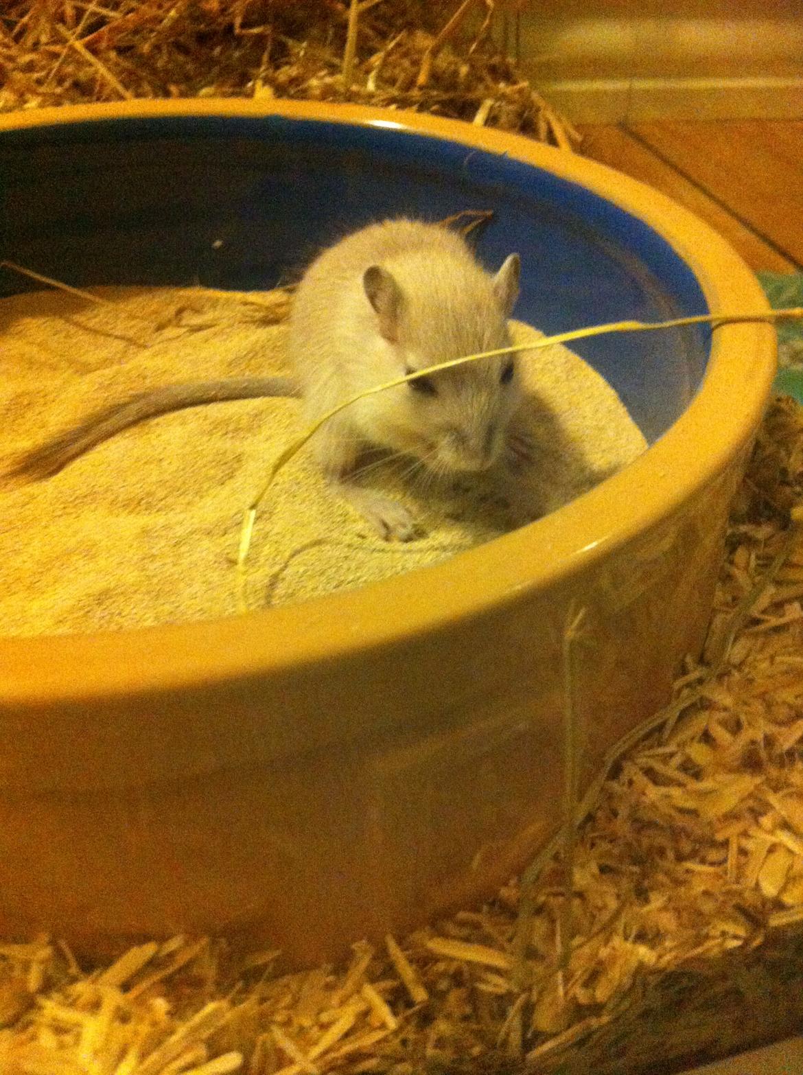 Ørkenrotte Pjuske billede 37