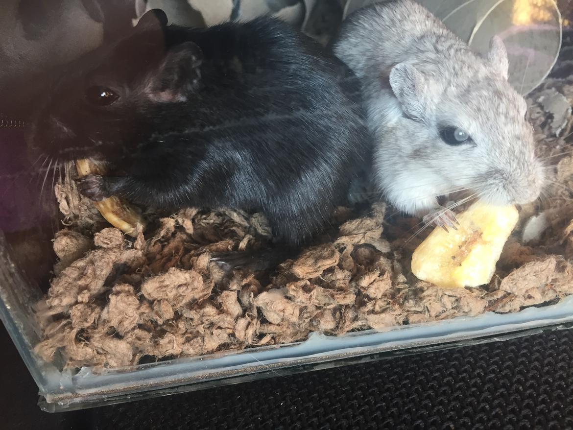 Ørkenrotte Pjuske billede 41