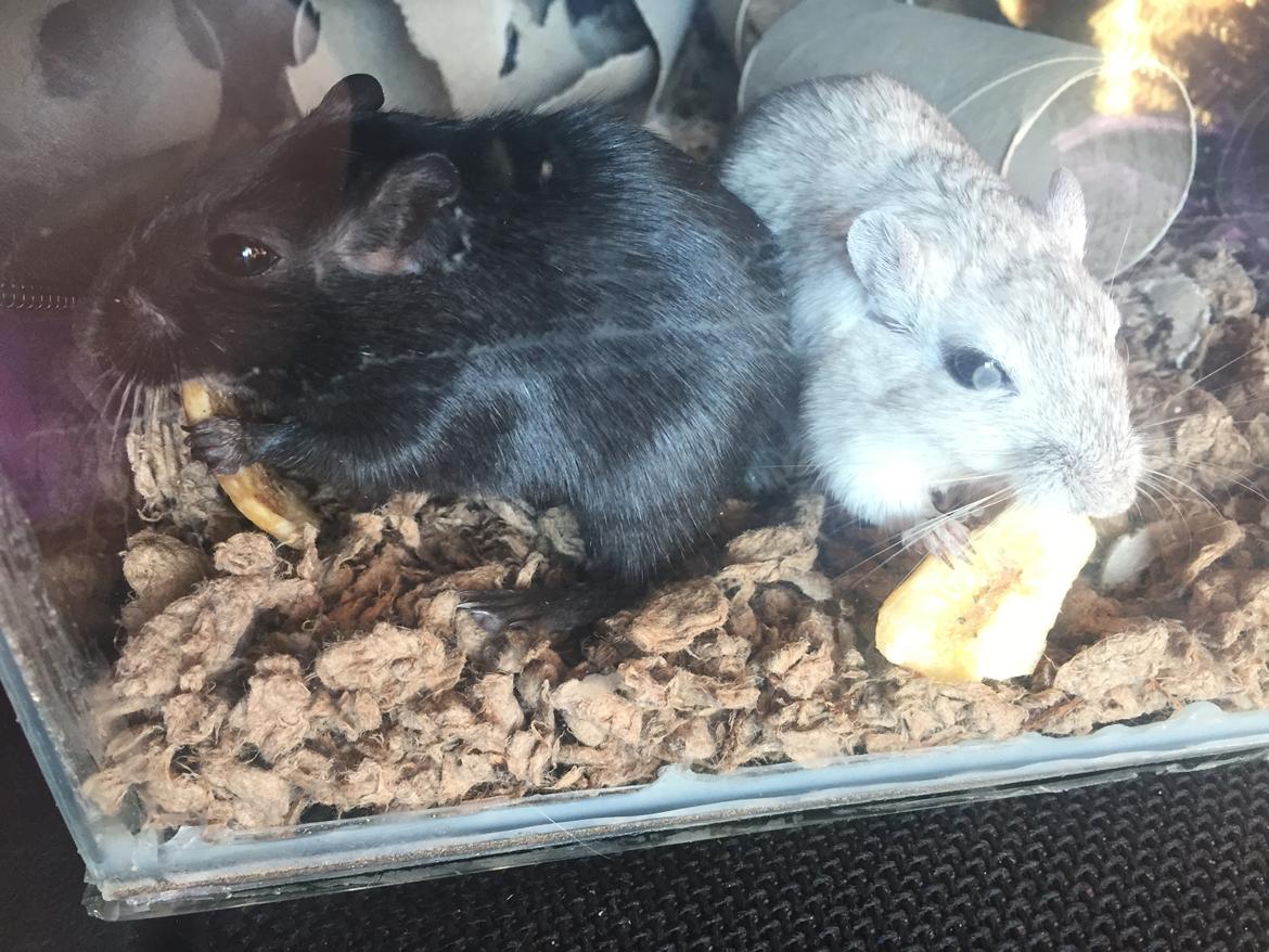 Ørkenrotte Pjuske billede 42