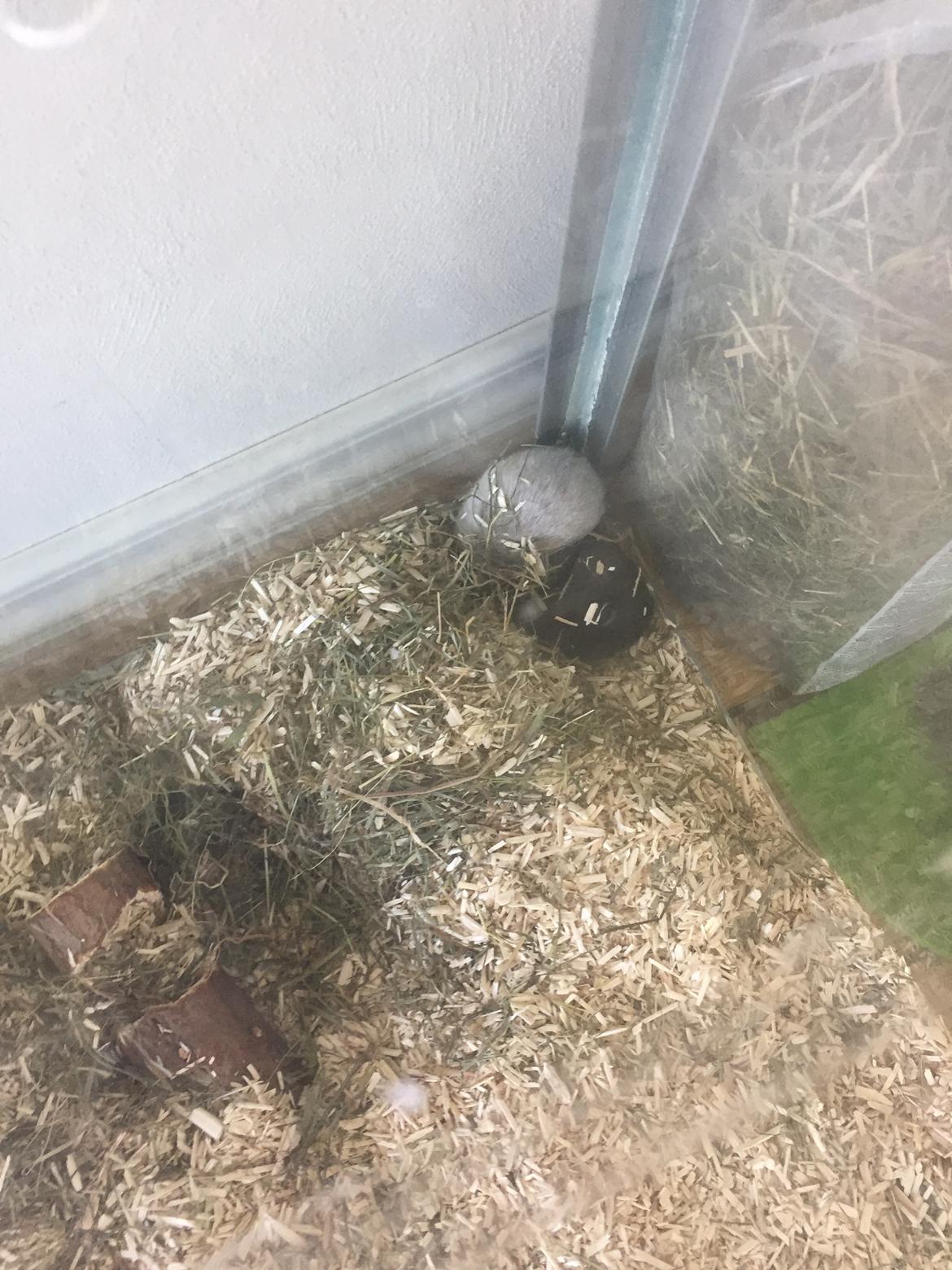 Ørkenrotte Pjuske billede 44