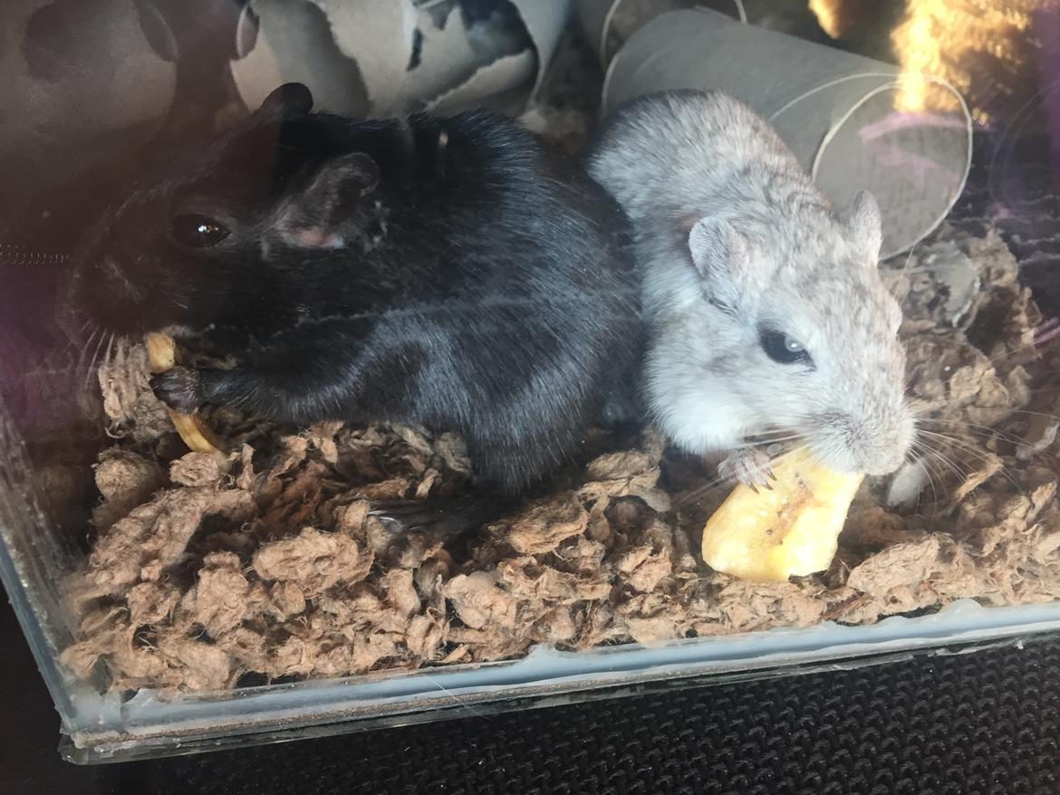 Ørkenrotte Pjuske billede 43