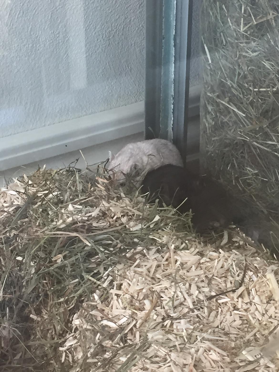 Ørkenrotte Pjuske billede 45