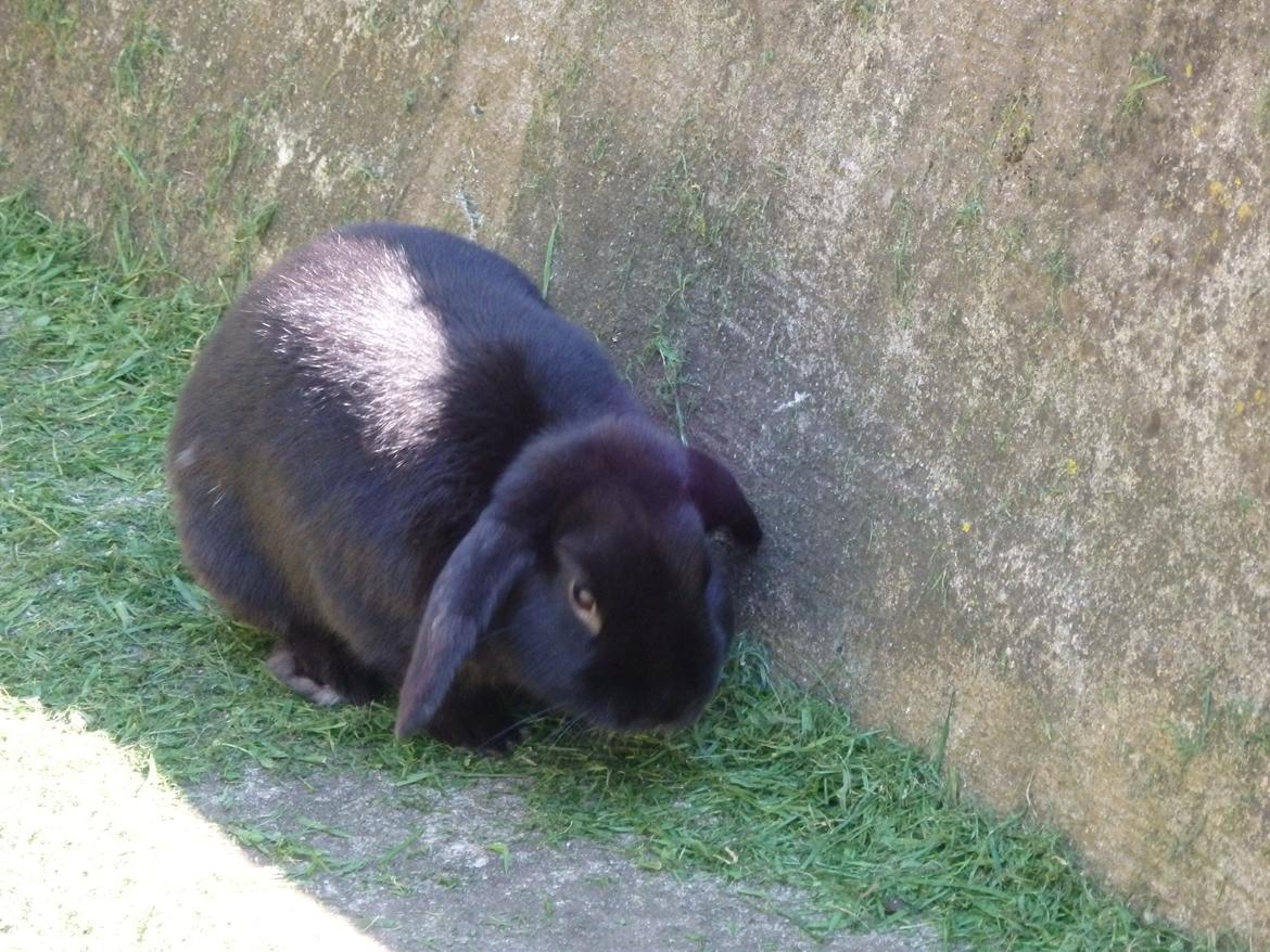 Kanin sorte billede 34