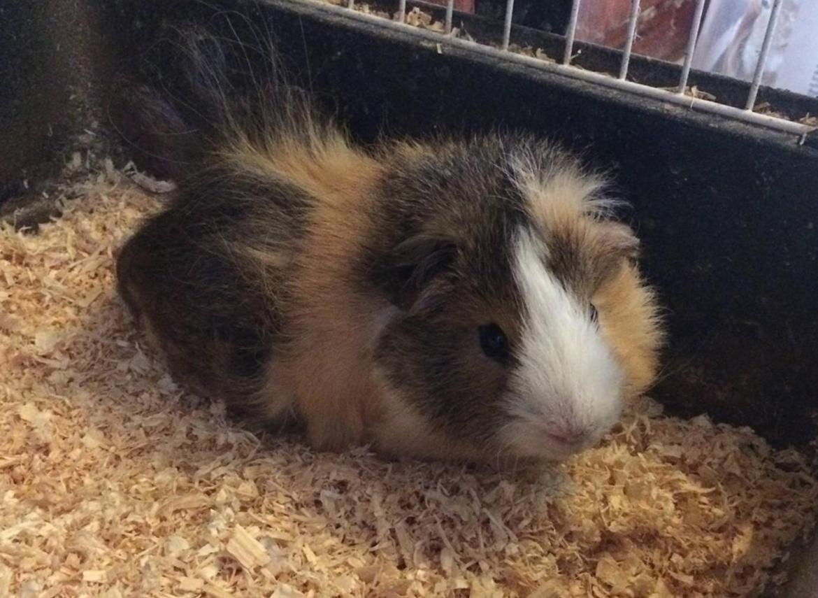 Marsvin Teddy R.I.P  billede 5