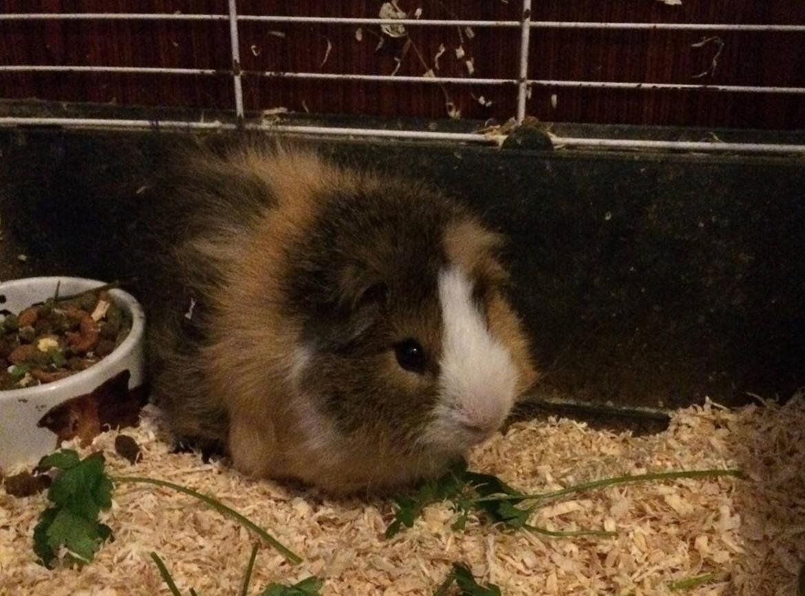 Marsvin Teddy R.I.P  billede 6