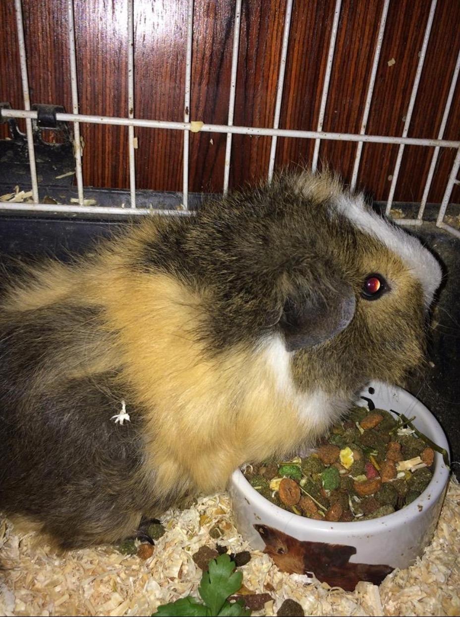 Marsvin Teddy R.I.P  billede 7