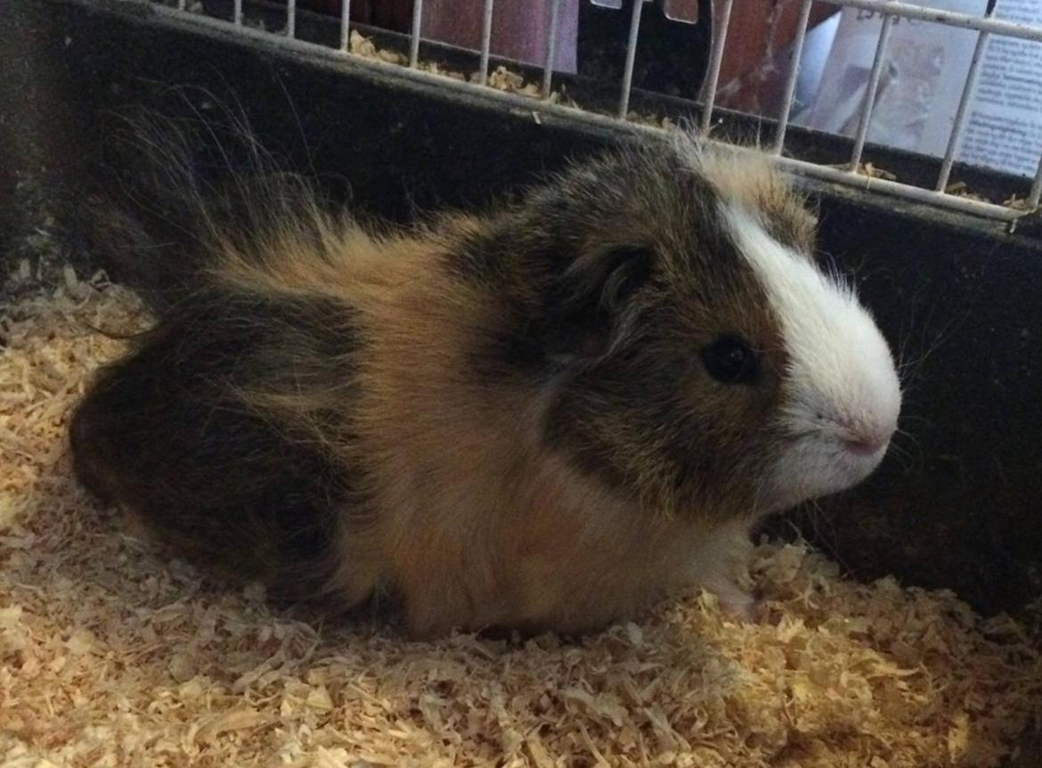 Marsvin Teddy R.I.P  billede 9