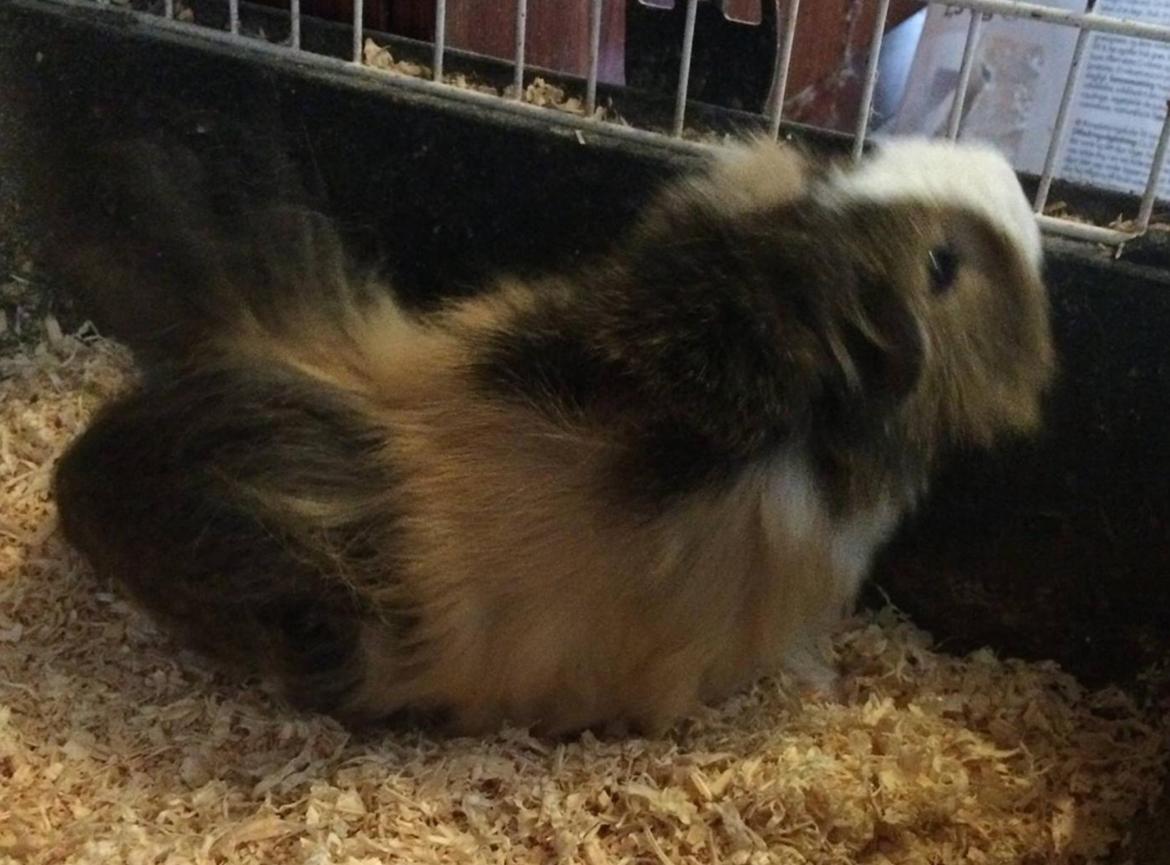Marsvin Teddy R.I.P  billede 10