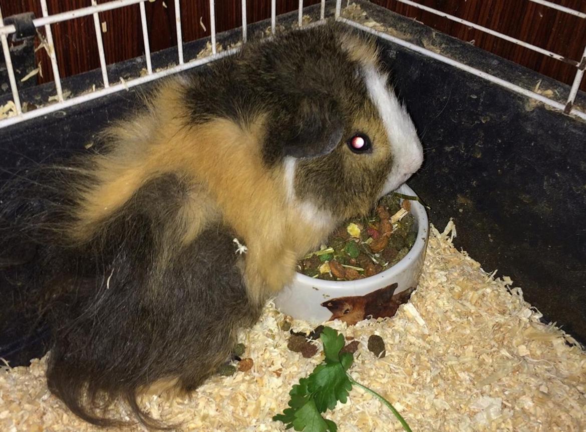 Marsvin Teddy R.I.P  billede 8