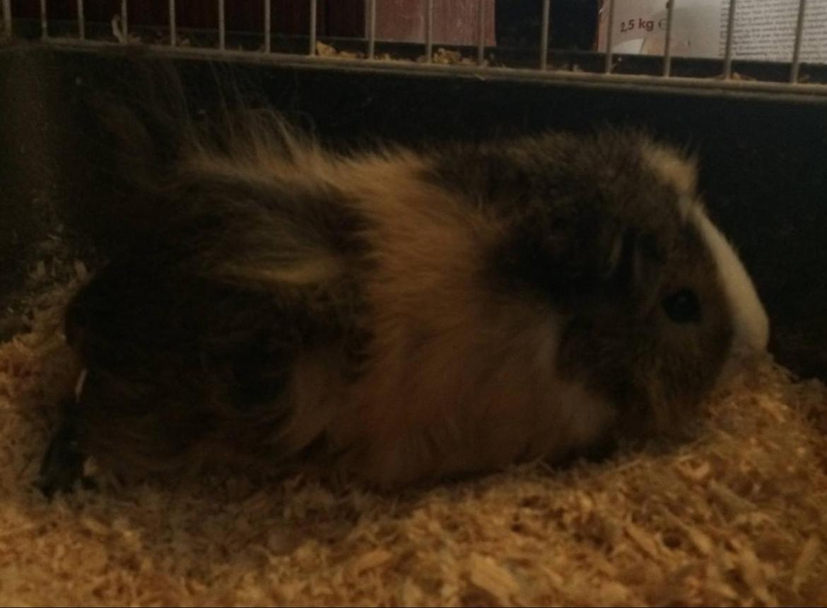 Marsvin Teddy R.I.P  billede 11