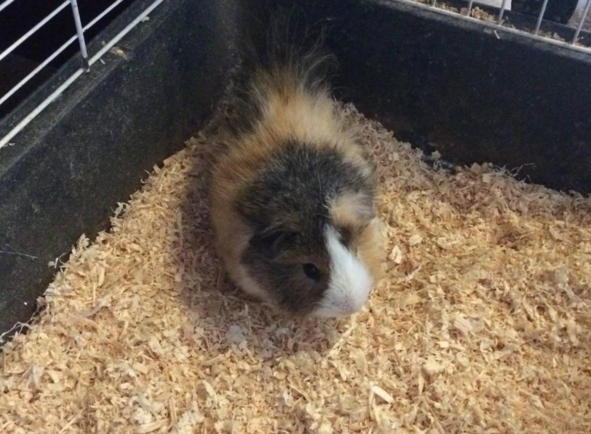 Marsvin Teddy R.I.P  billede 12