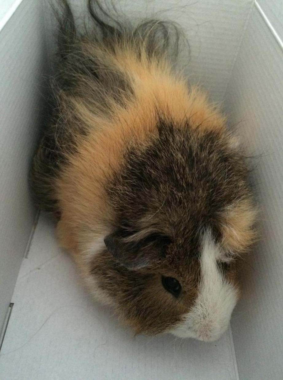 Marsvin Teddy R.I.P  billede 15