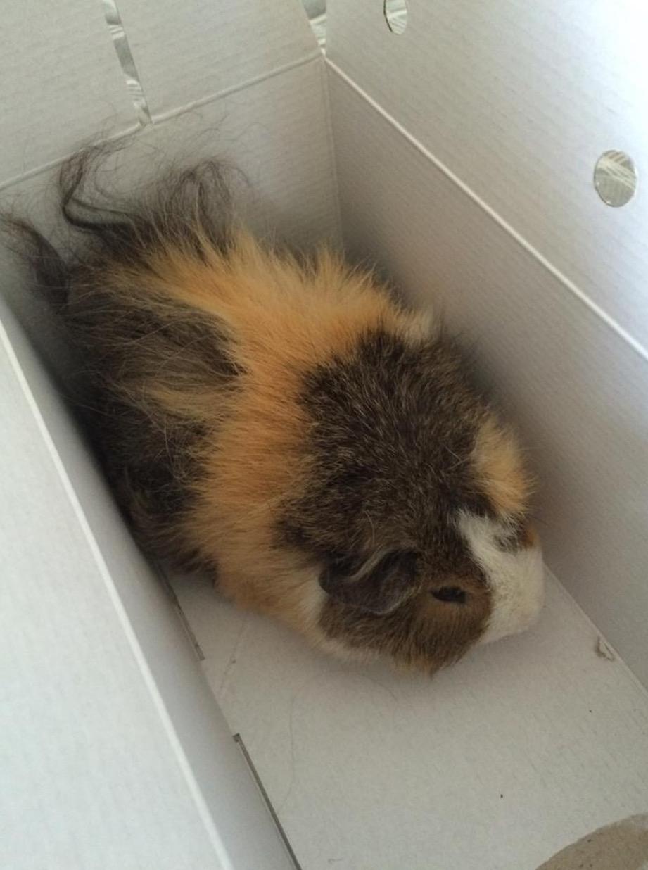 Marsvin Teddy R.I.P  billede 16