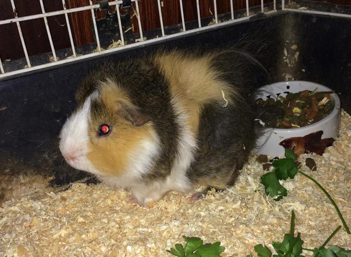 Marsvin Teddy R.I.P  billede 13