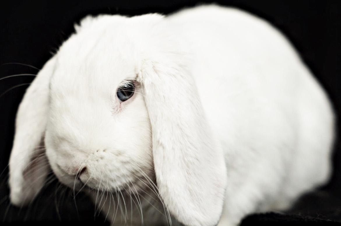 Kanin Milton billede 3