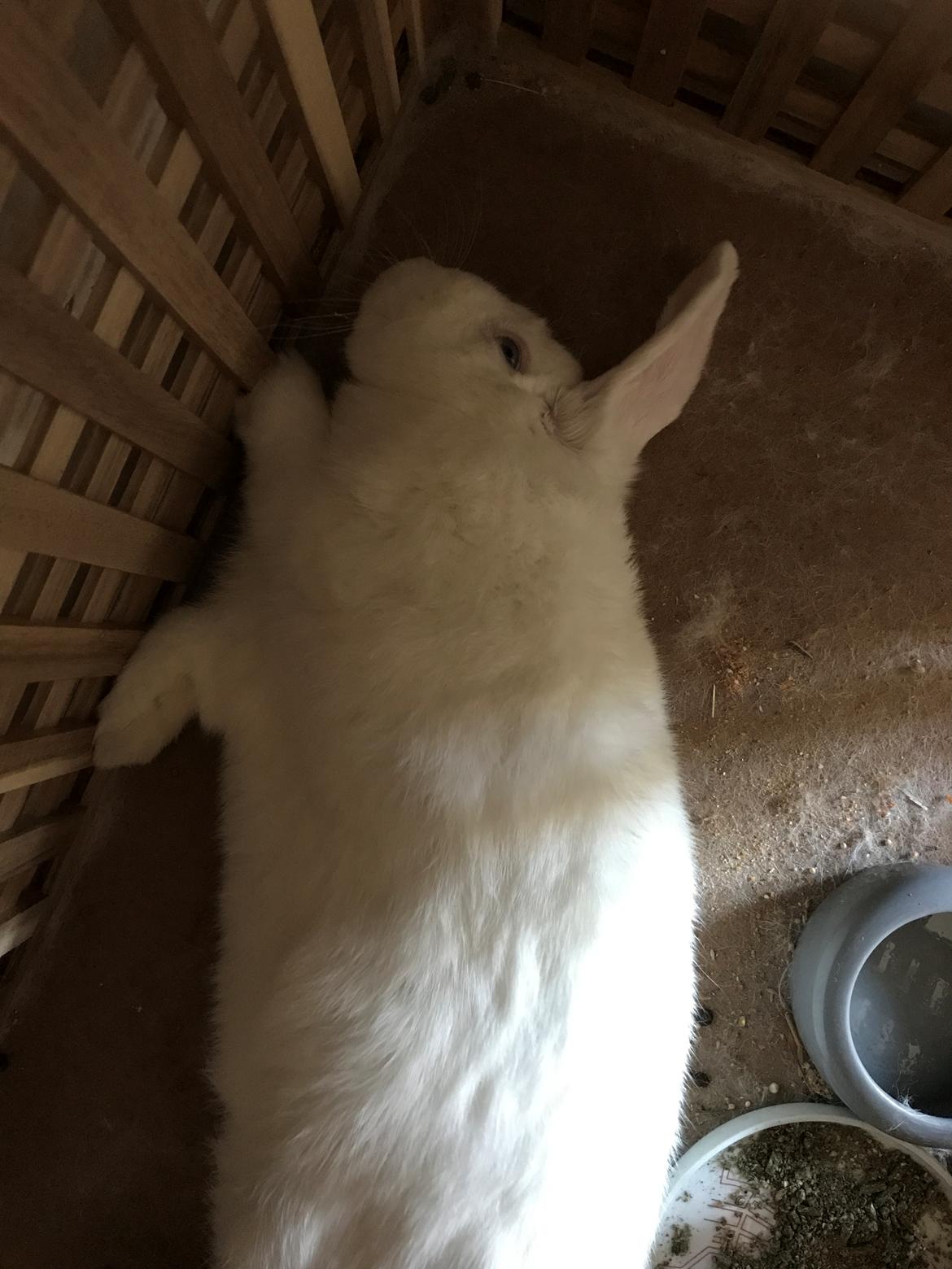 Kanin Milton billede 4