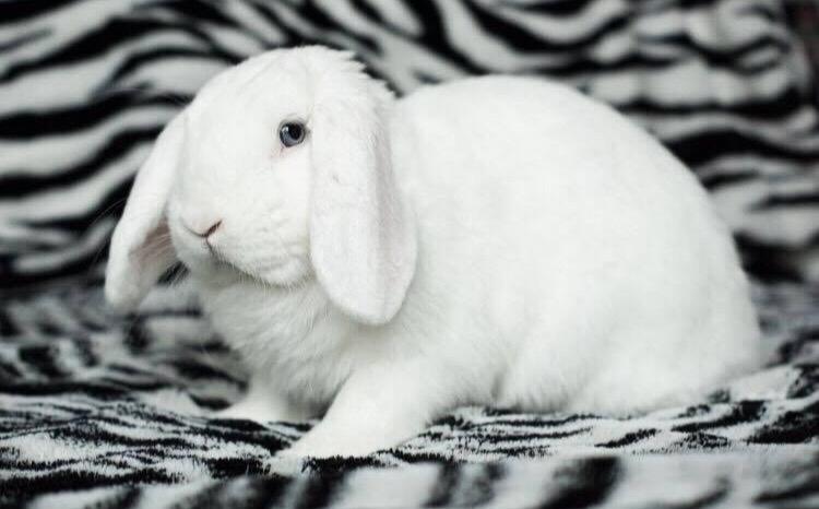 Kanin Milton billede 1