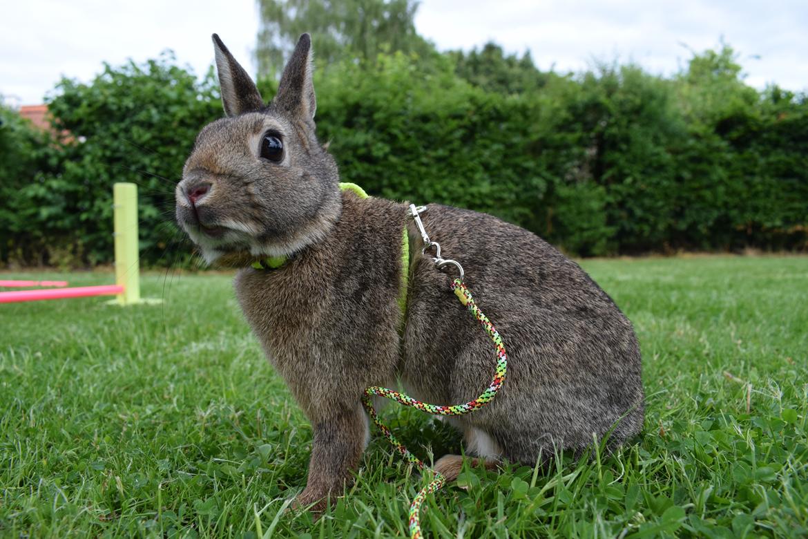 Kanin Jack billede 1