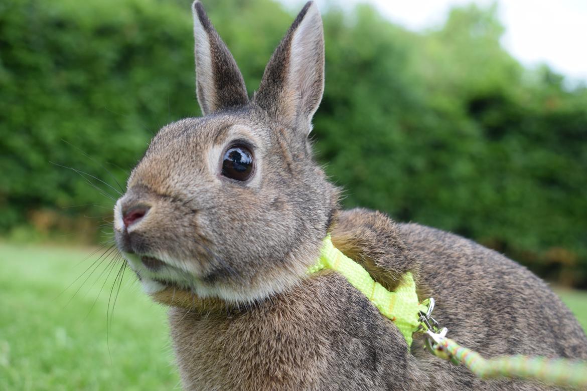 Kanin Jack billede 2