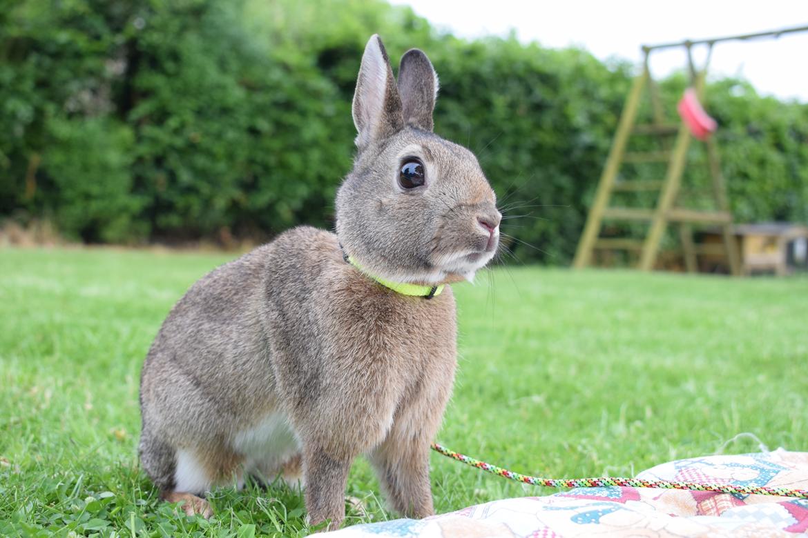 Kanin Jack billede 3