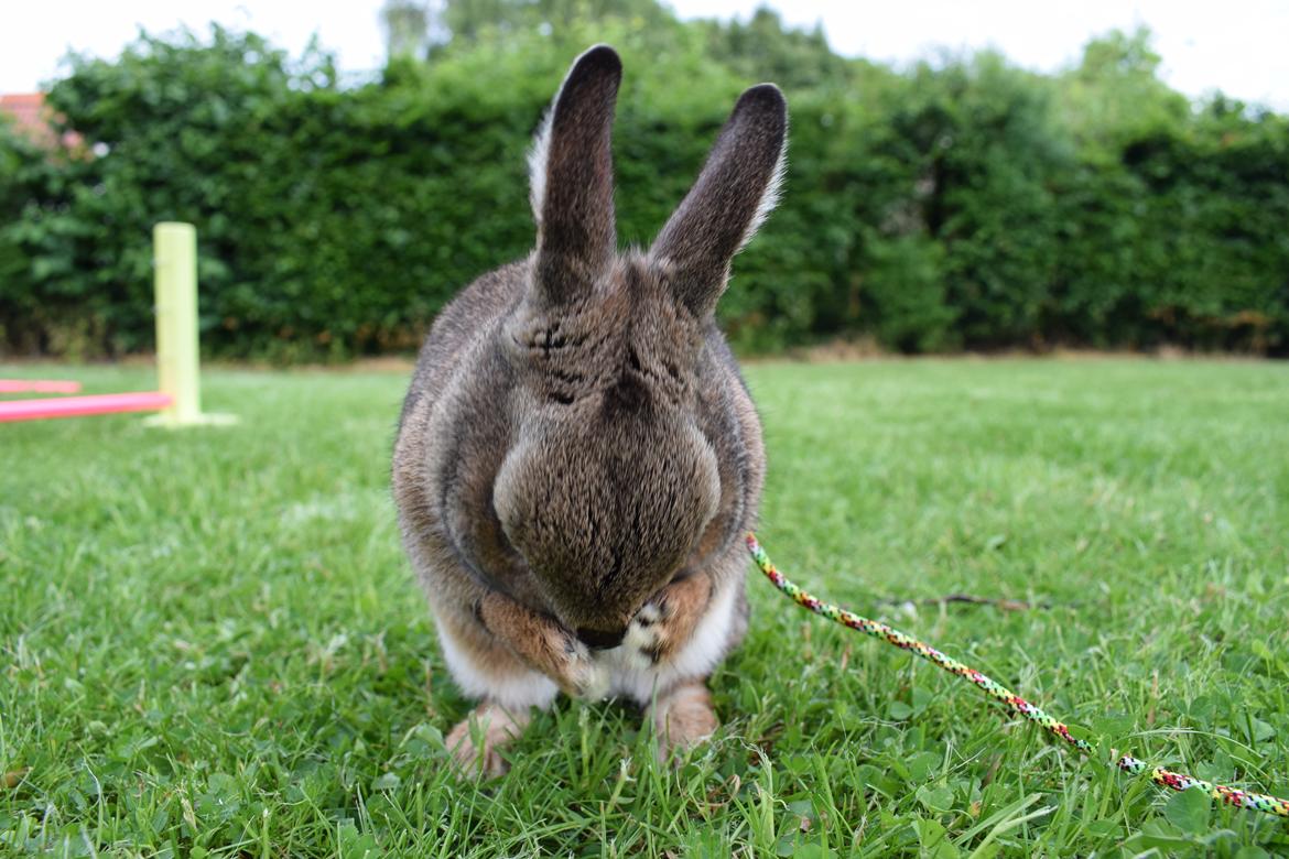 Kanin Jack billede 4