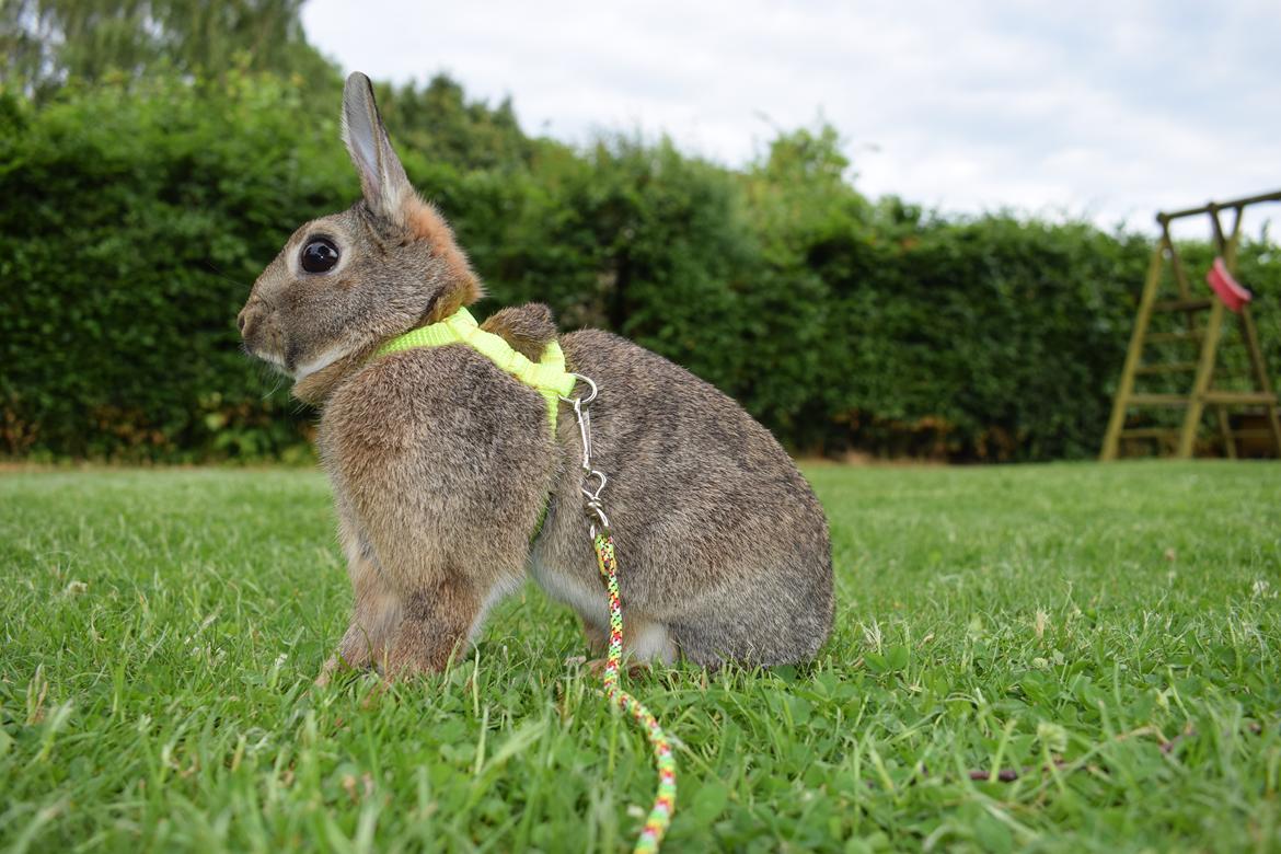 Kanin Jack billede 5