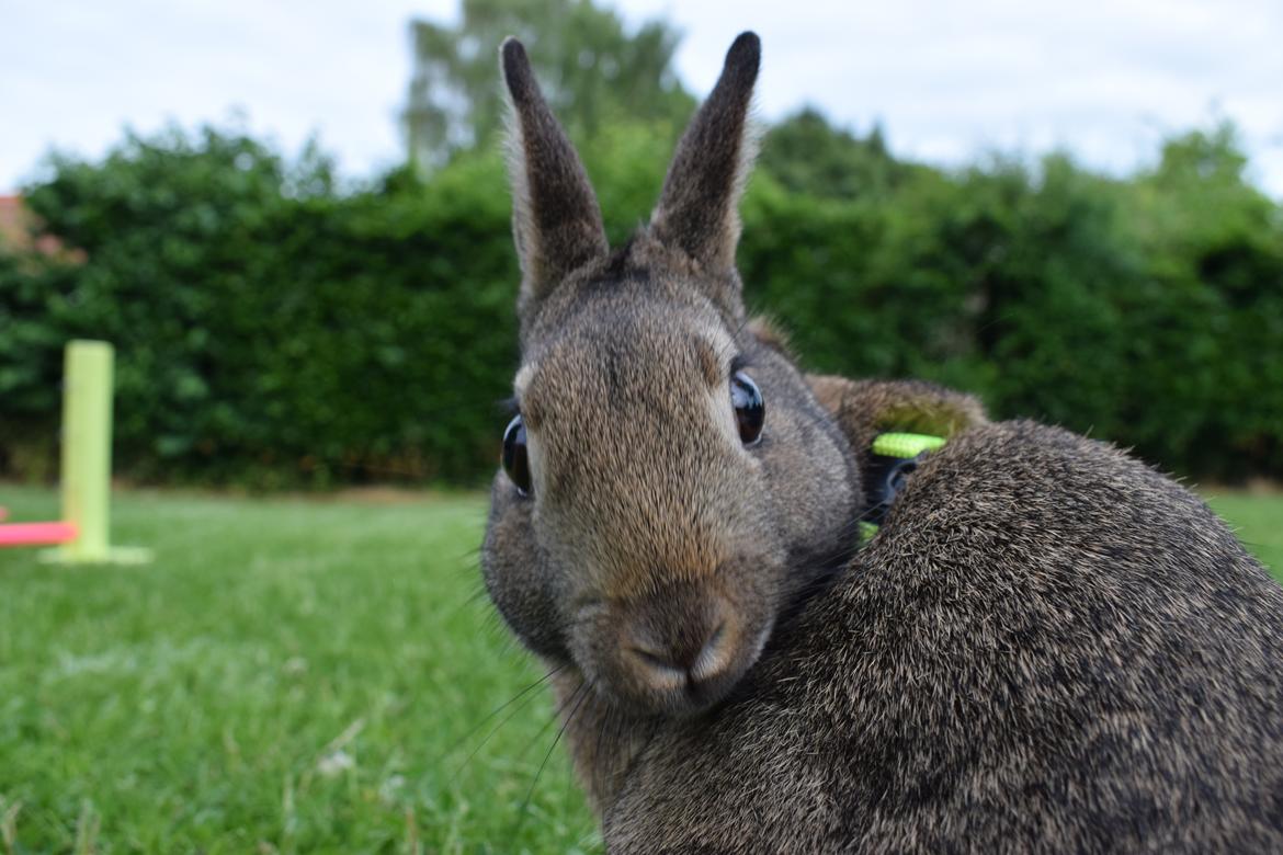 Kanin Jack billede 6