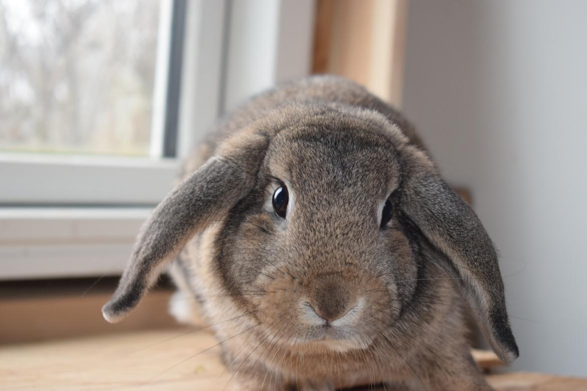 Kanin Funnys Timenta billede 2