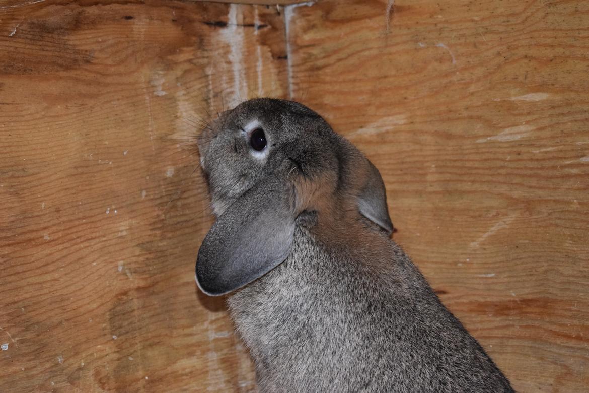 Kanin Funnys Timenta billede 4