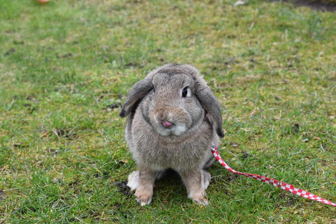 Kanin Funnys Timenta billede 6