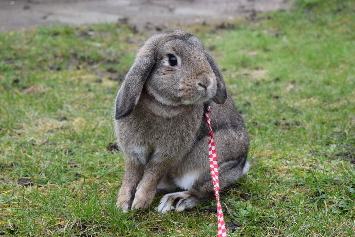 Kanin Funnys Timenta billede 8