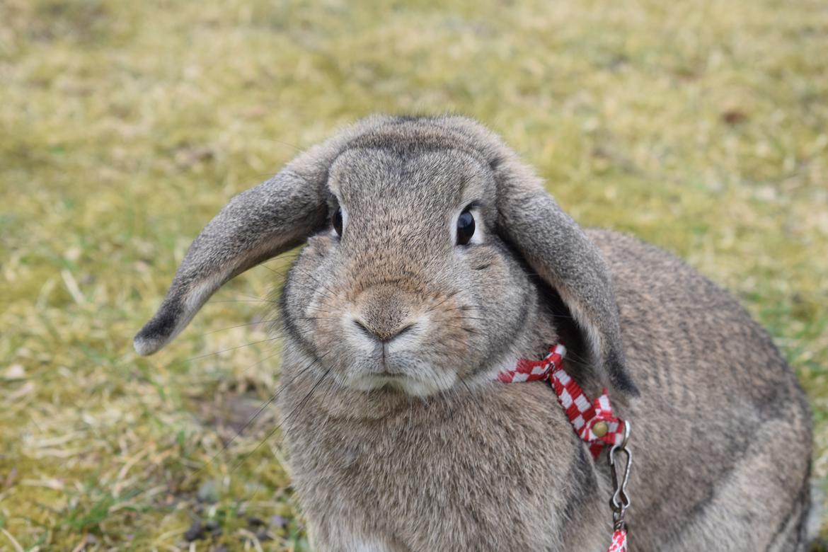 Kanin Funnys Timenta billede 10