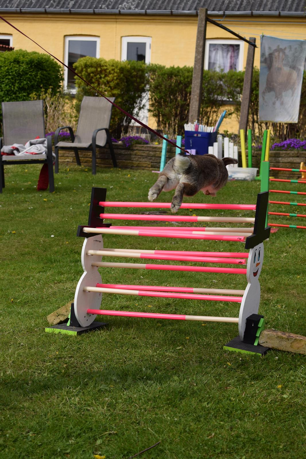 Kanin Funnys Timenta billede 5