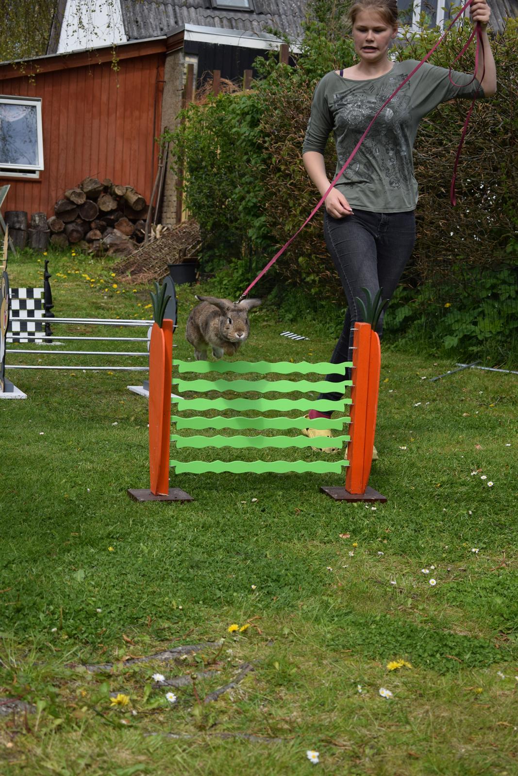 Kanin Funnys Timenta billede 11