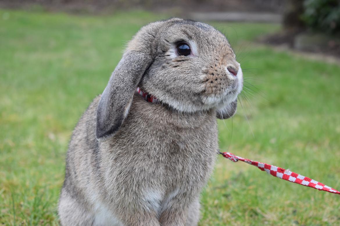 Kanin Funnys Timenta billede 12