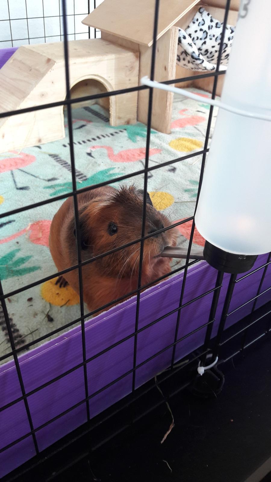 Marsvin Luna billede 6