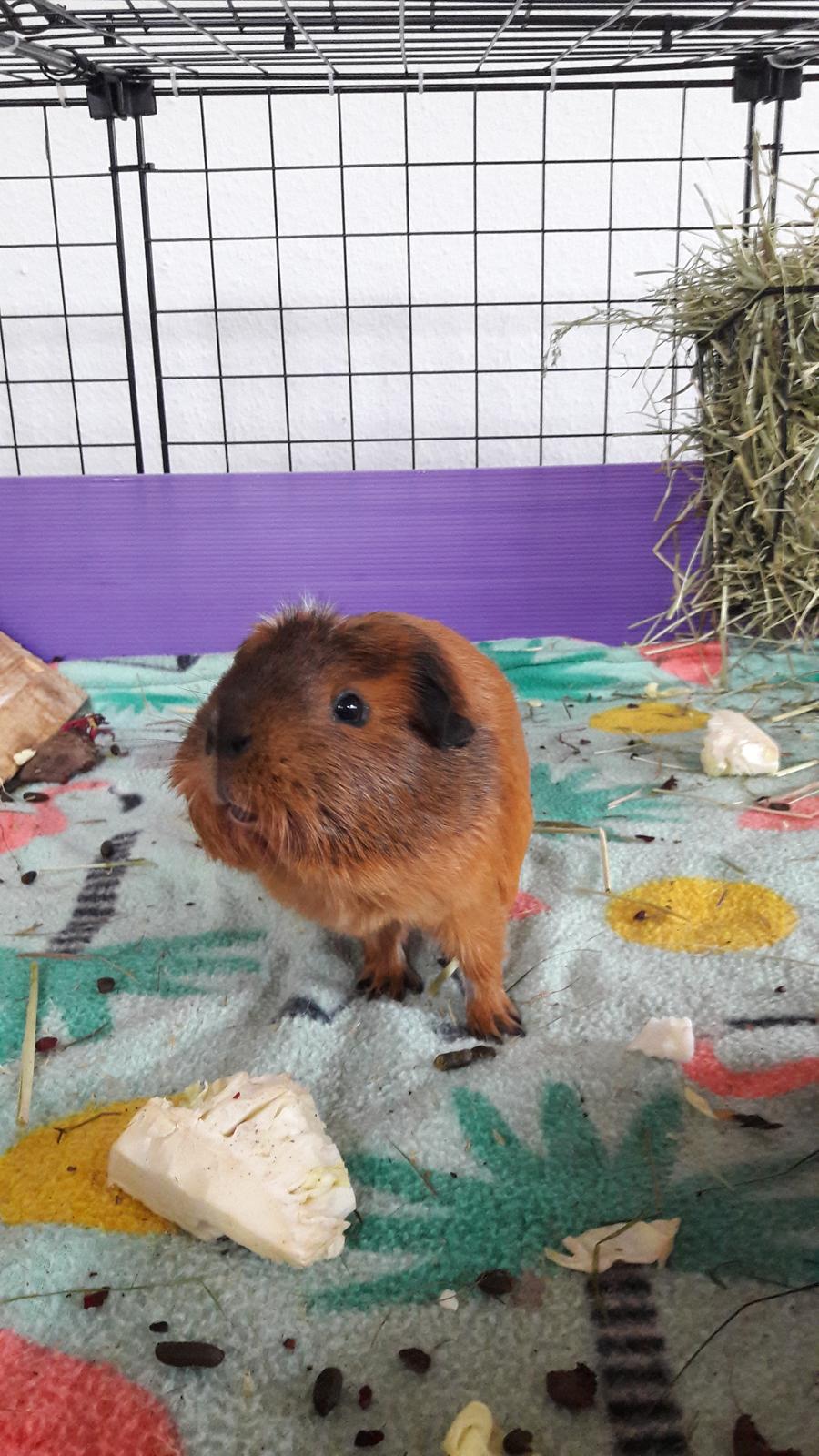 Marsvin Luna billede 7