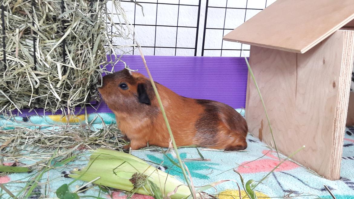 Marsvin Luna billede 8