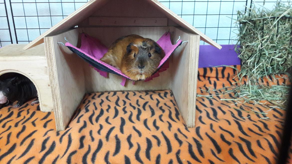 Marsvin Luna billede 3