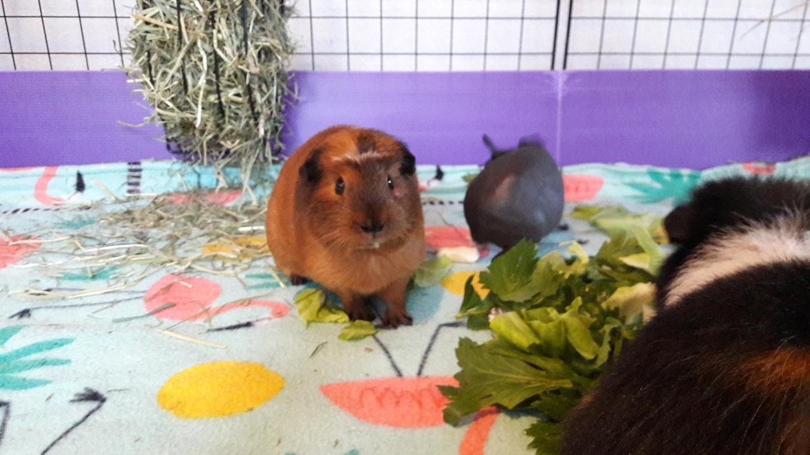 Marsvin Luna billede 5