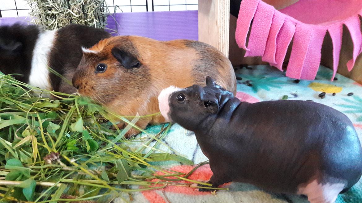 Marsvin Luna billede 2