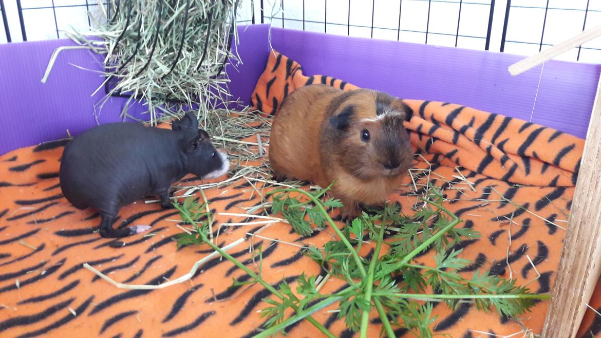 Marsvin Luna billede 4