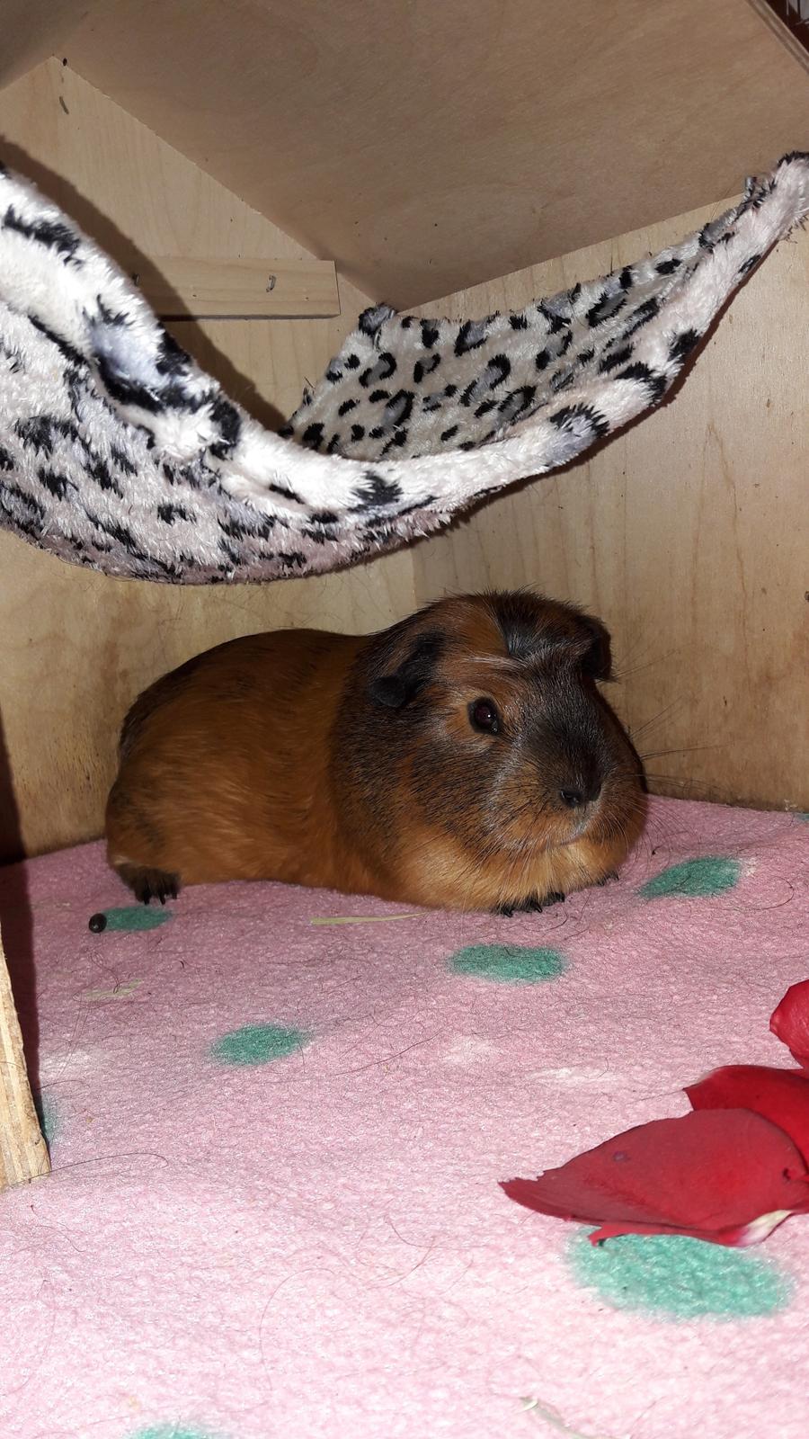 Marsvin Luna billede 1